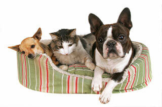 animals in pet bed