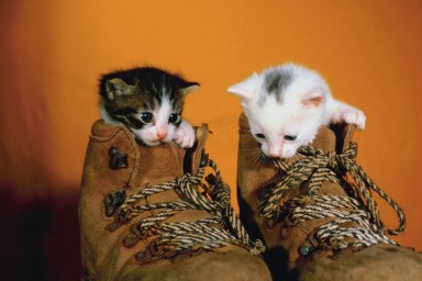 kittens in shoes