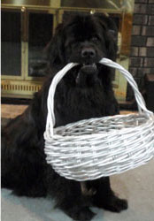dog with basket