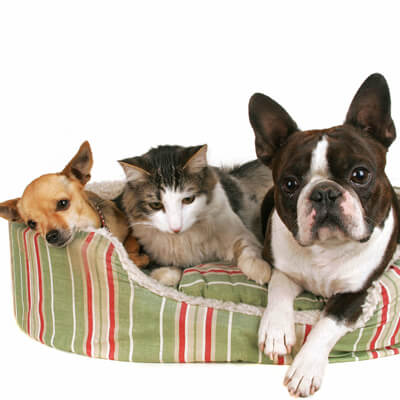 Animals in pet bed