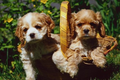 puppies in basket